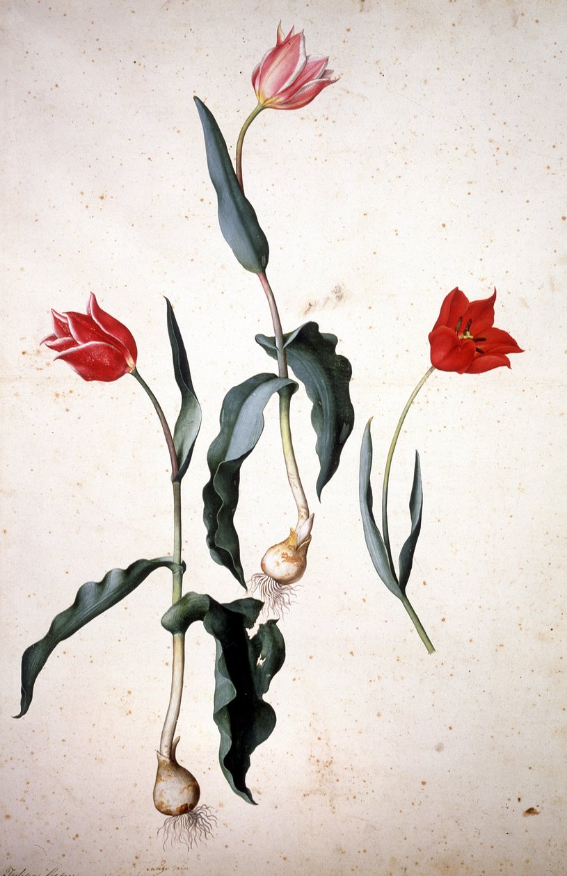 Herbarium: Tolipa Gesaeriana av Jacopo Ligozzi