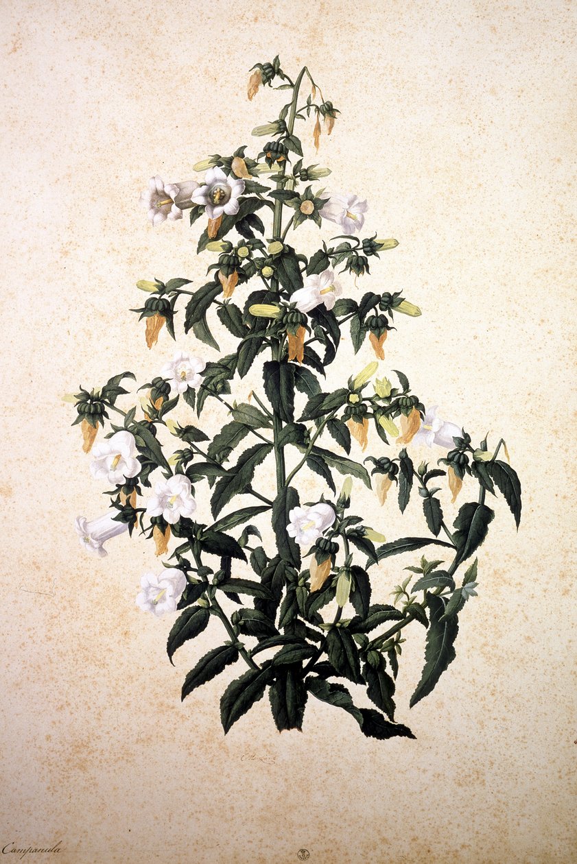 Herbarium: Campanula av Jacopo Ligozzi