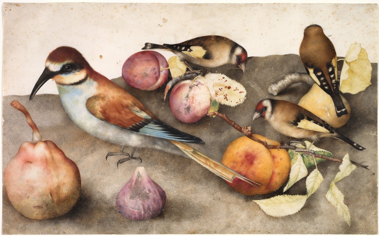 Stilleben med fugler og frukt, ca. 1650 (akvarell med grafitt, forsterket med blyhvit) av Jacopo Ligozzi