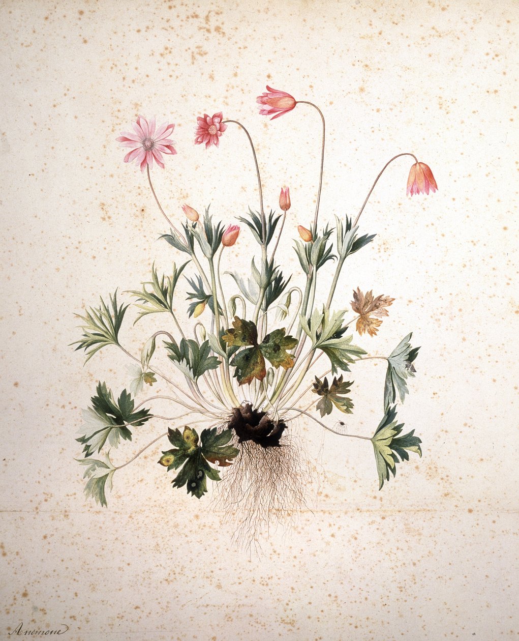Ukjent bilde av Jacopo Ligozzi