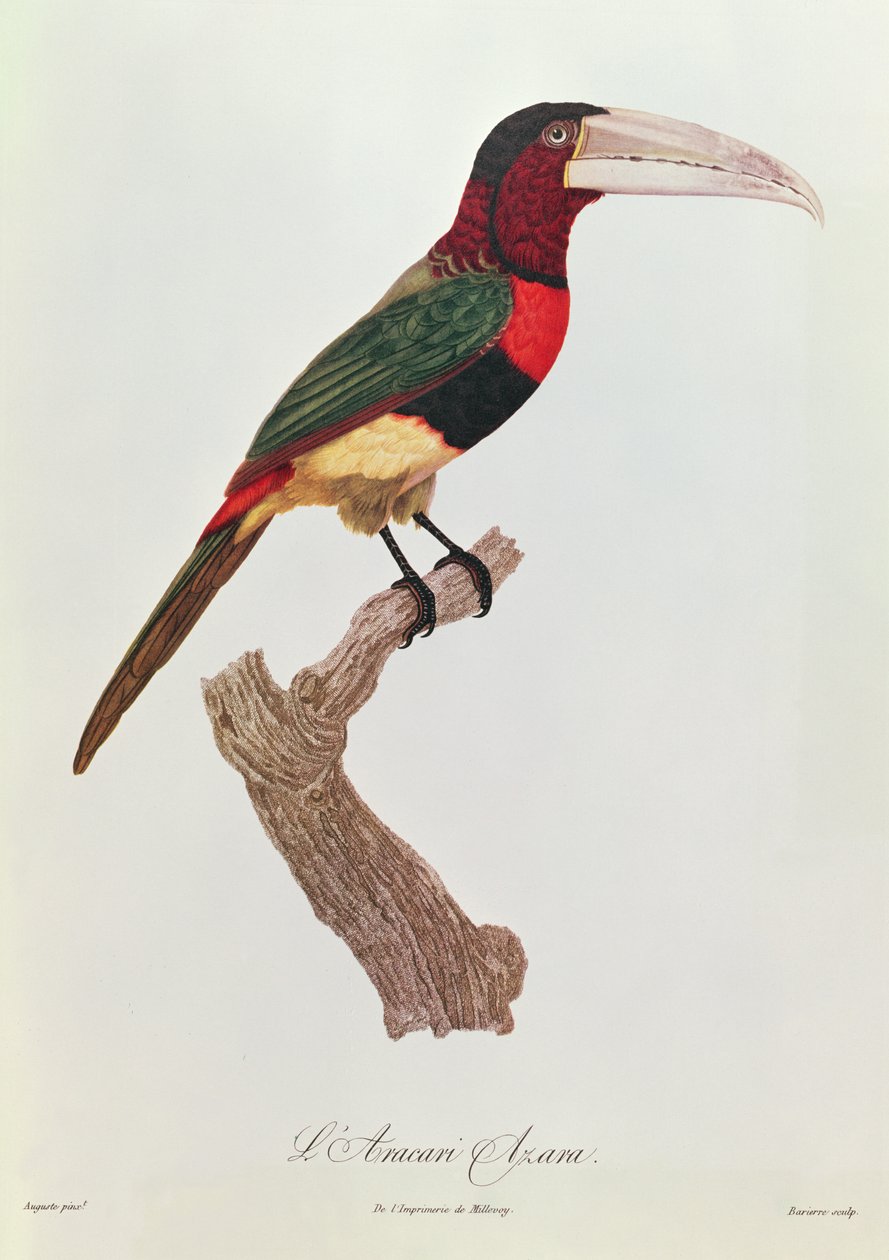 Azara Aracari, gravert av Barriere (fargegravering) av Jacques Barraband