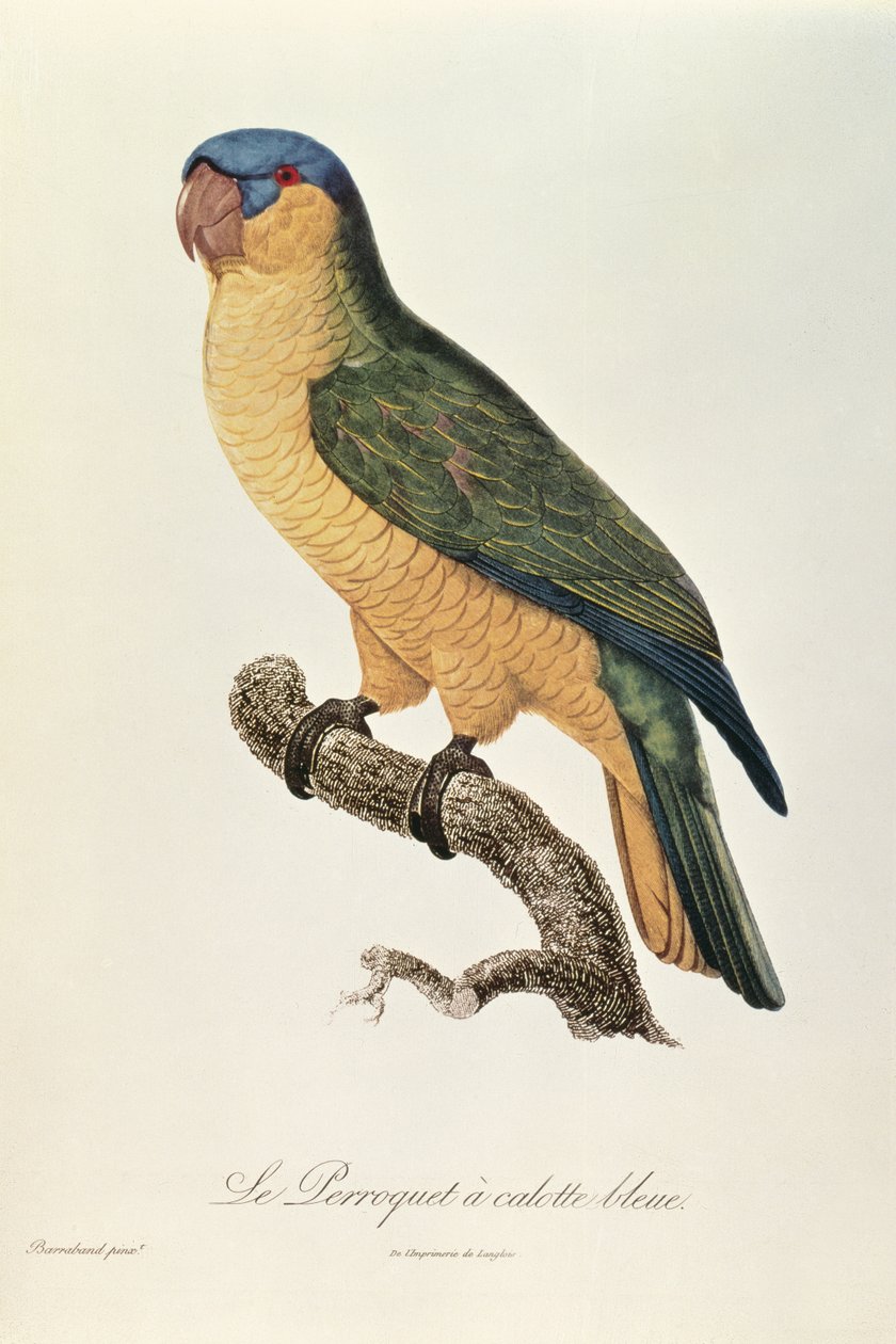 Blue-Capped papegøye av Jacques Barraband (1767-1809) av Jacques Barraband