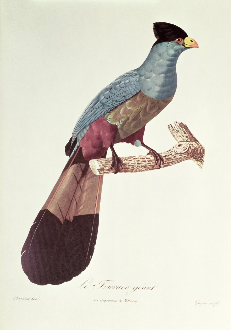 Flott Touraco av Jacques Barraband