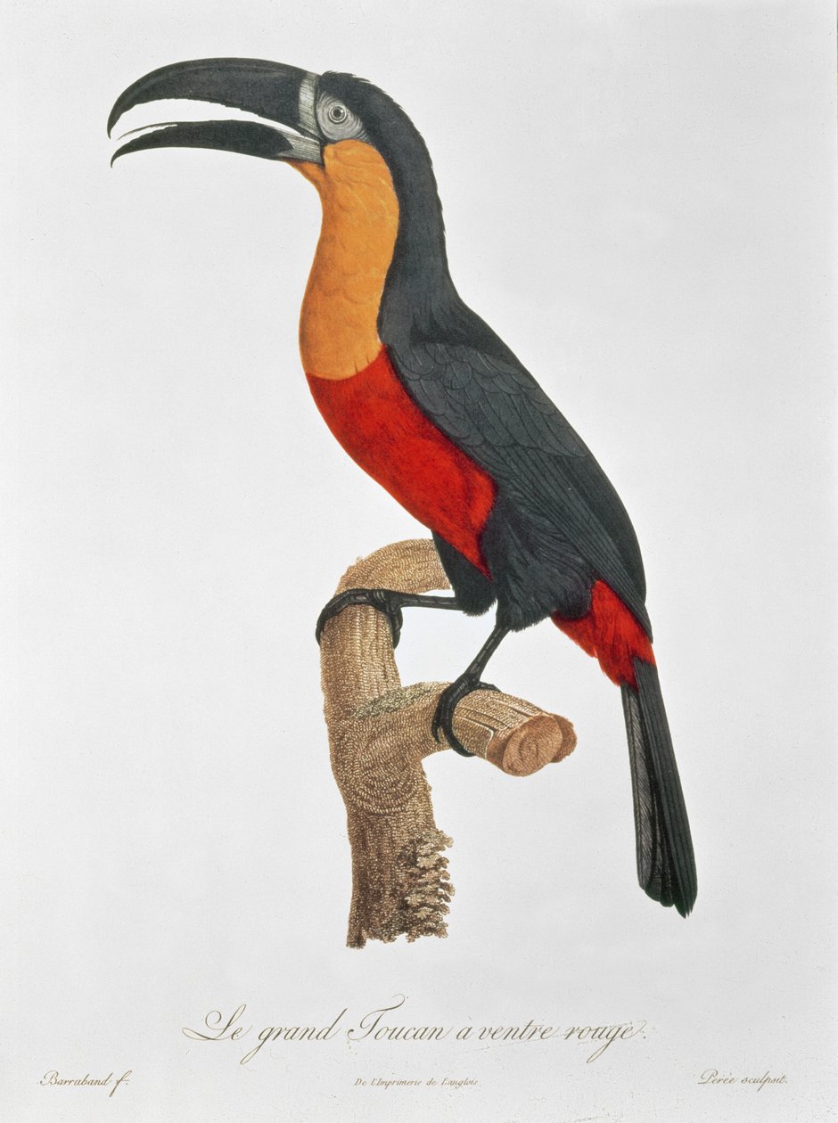 Toucan: Great Red-Bellied av Jacques Barraband av Jacques Barraband