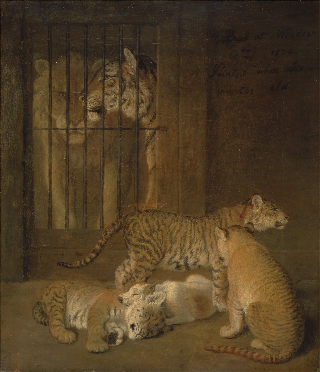 Gruppe av hvalper avlet mellom en løve og en tigress av Jacques Laurent Agasse