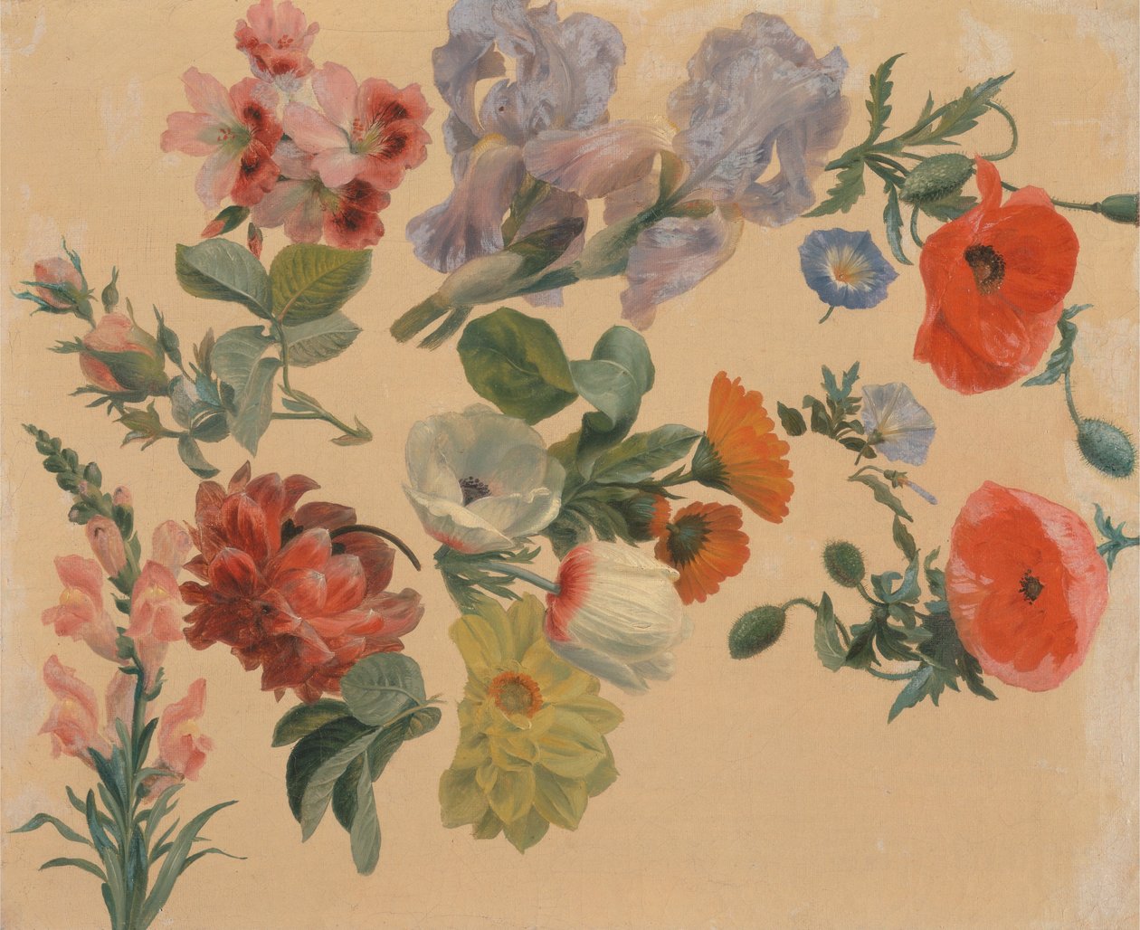 Studier av sommerblomster av Jacques Laurent Agasse