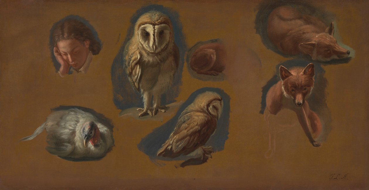 Studier av en rev, en låveugle, en Peahen og hodet til en ung mann av Jacques Laurent Agasse
