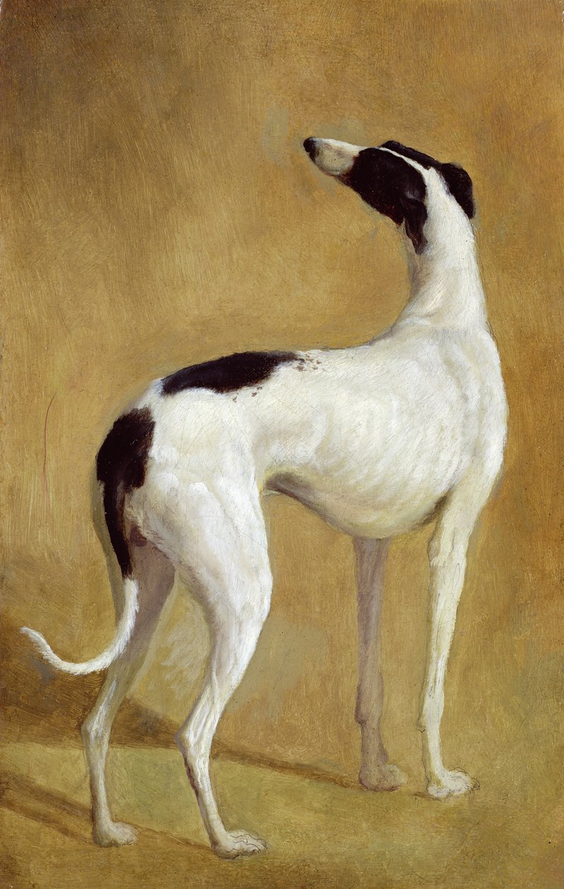 Studie av en greyhound av Jacques Laurent Agasse