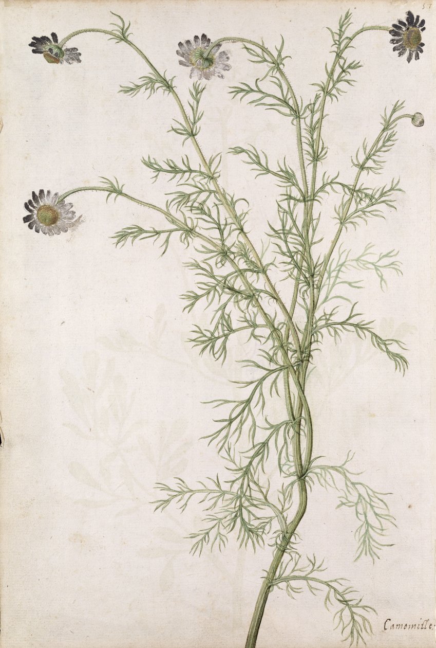 Chamaemelum Nobile Allioni, ca. 1568 av Jacques Le Moyne