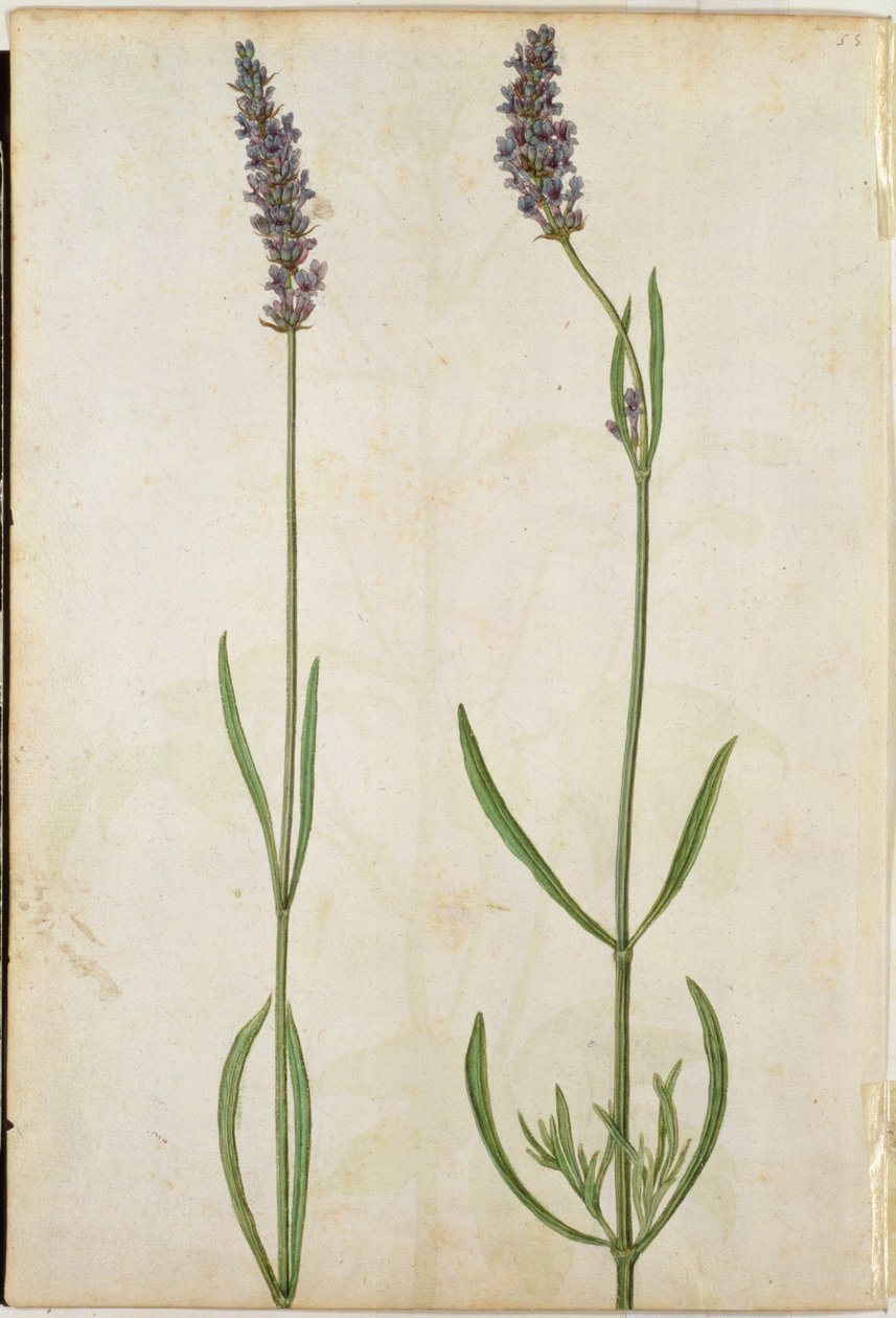 Lavandula officinalis (gammelengelsk lavendel), ca. 1568 av Jacques Le Moyne