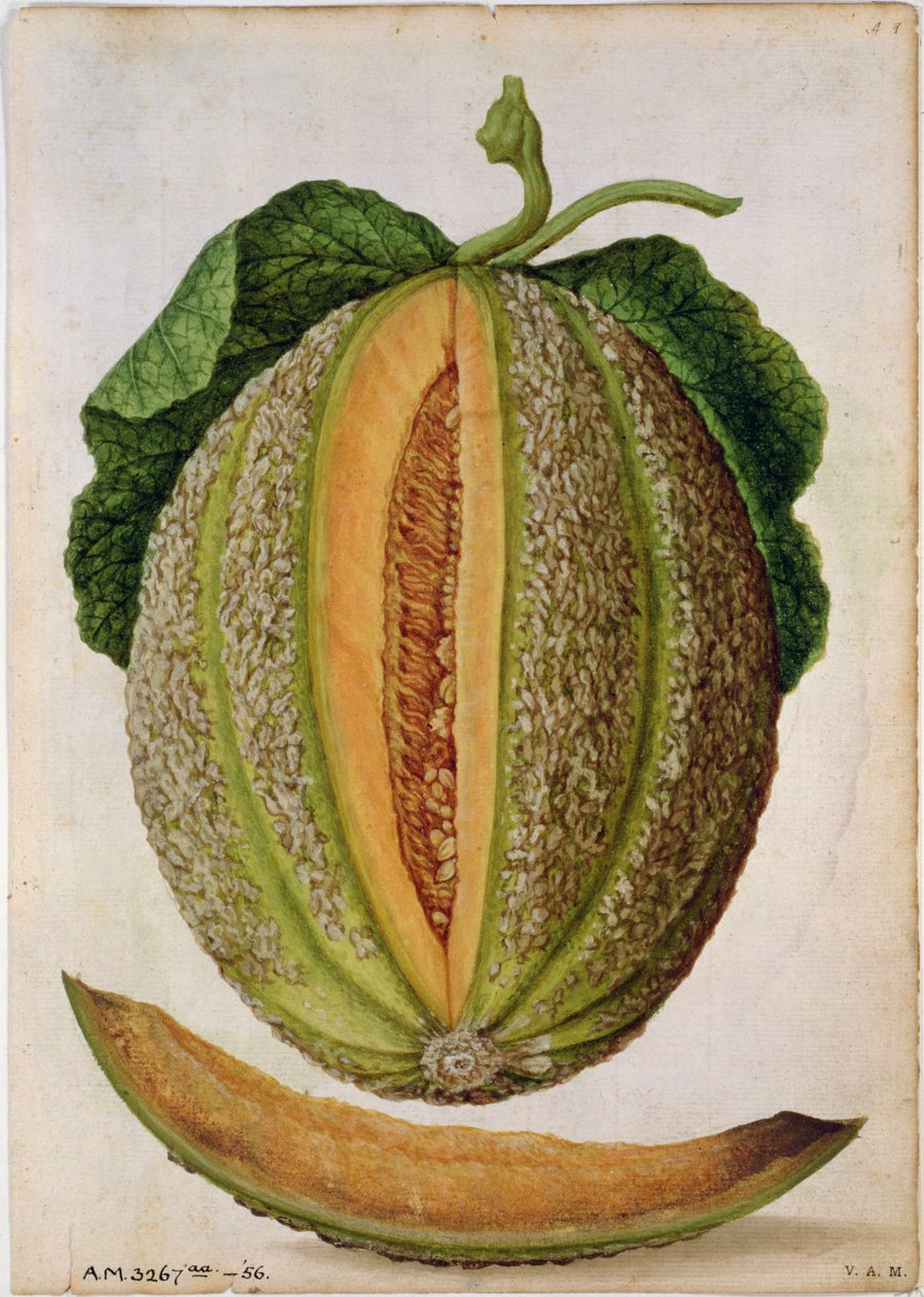 Melon, ca. 1568 av Jacques Le Moyne