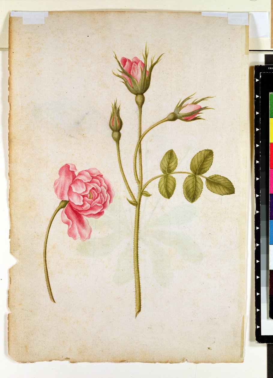 Rosa rose, ca. 1568 av Jacques Le Moyne