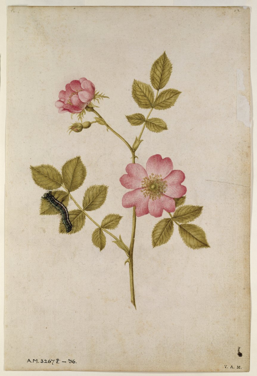 Rosa Canina - Dogrose og Caterpillar (blyant og wc på papir) av Jacques Le Moyne