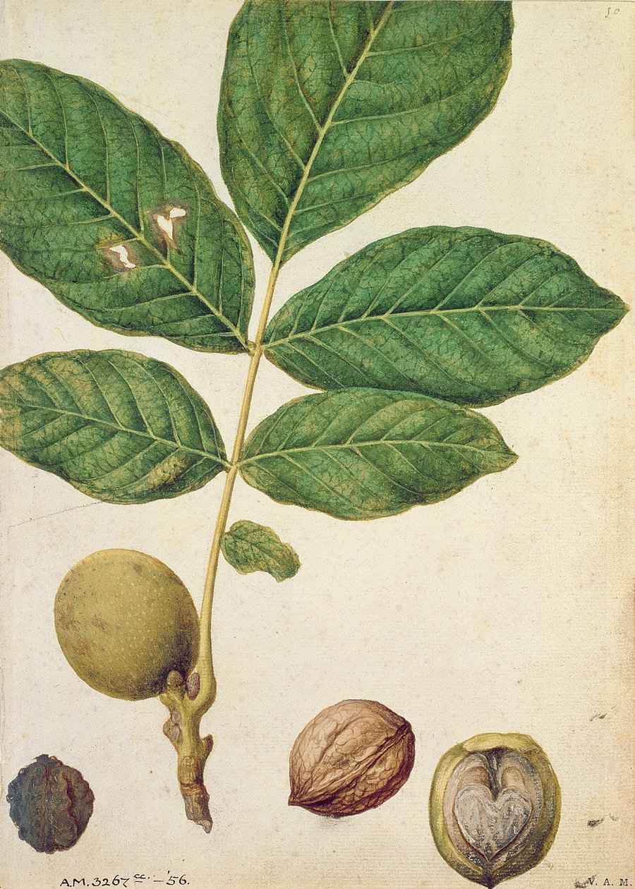 Valnøtt, ca. 1568 av Jacques Le Moyne
