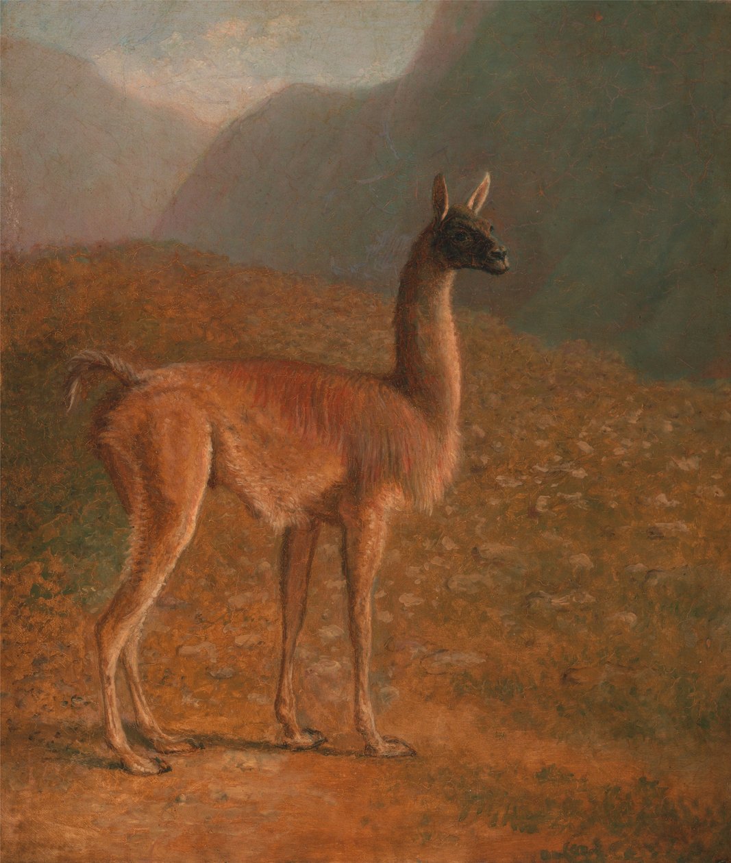 guanaco av Jacques-Laurent Agasse