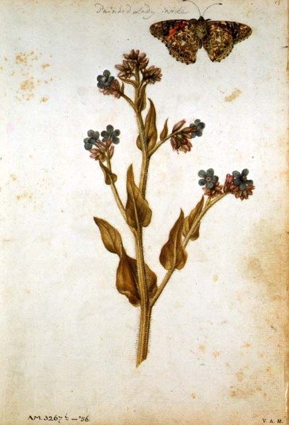 Anchusa officinalis med malt damesommerfugl, ca. 1568 av Jacques  Le Moyne