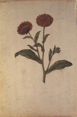 Calendula officinalis, ca. 1568 av Jacques  Le Moyne