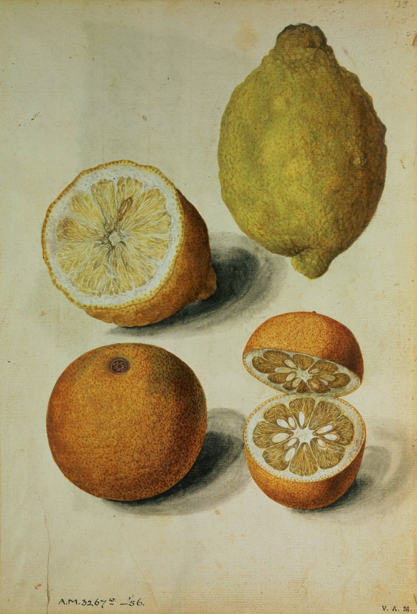  av Jacques (1533 88) Le Moyne