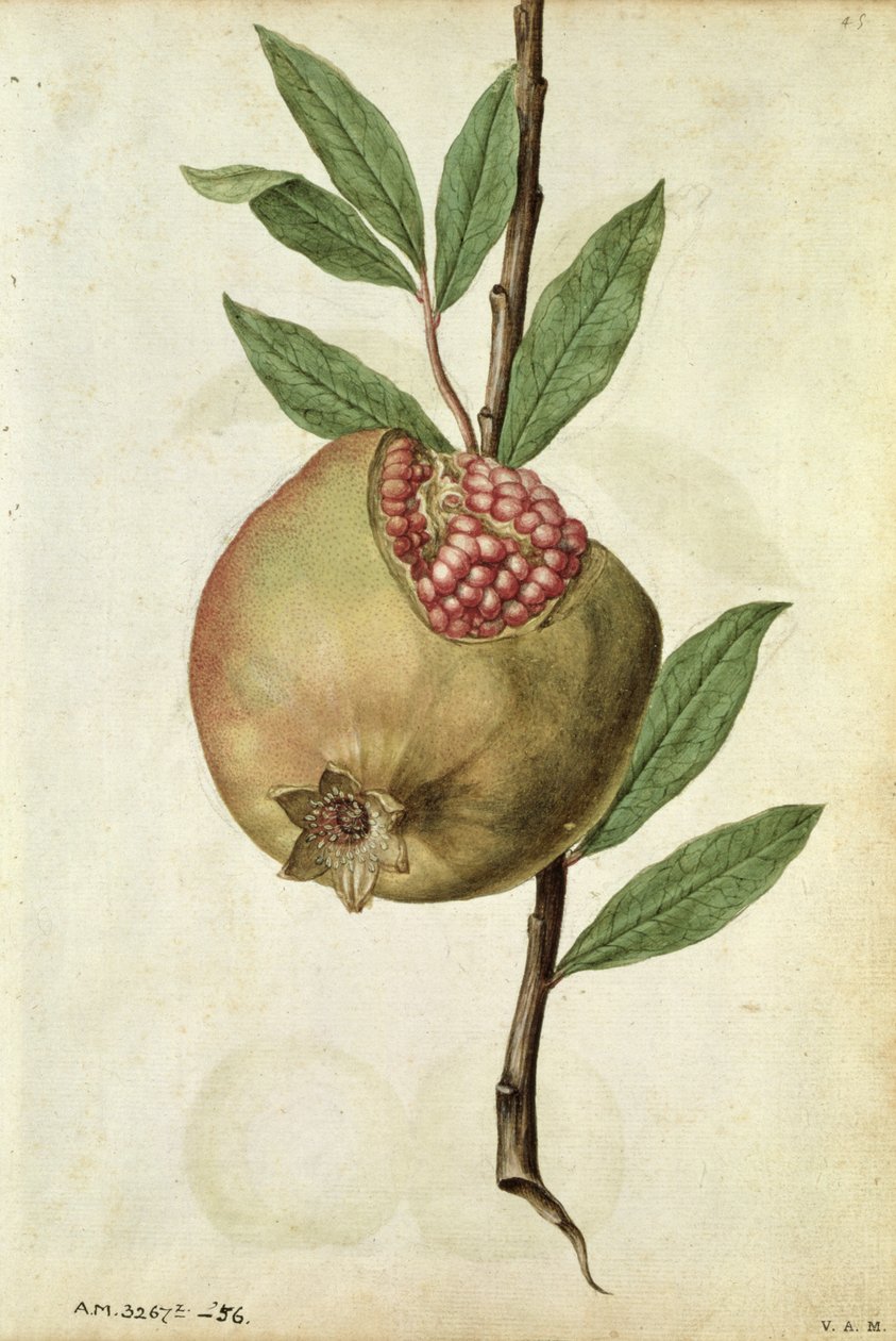 Granateple: Punica granatum, ca. 1568, av J.le Moyne de Morgues (ca. 1530-88) av Jacques (1533-88) Le Moyne