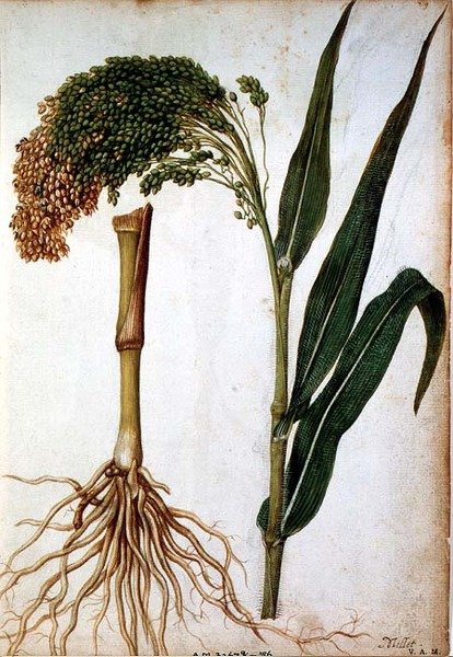 Setaria italica, ca. 1568 av Jacques  Le Moyne