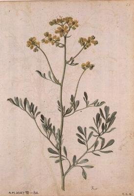 Ruta graveolens, ca. 1568 av Jacques  Le Moyne