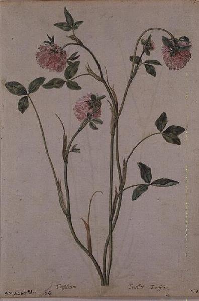 Trifolium pratense, ca. 1568 av Jacques  Le Moyne