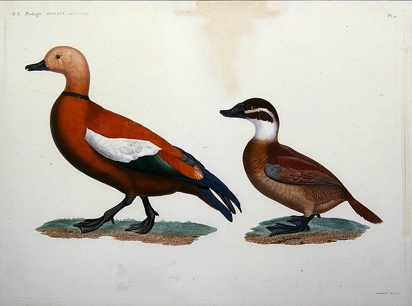 Casarca Duck av Jacques (after) Barraband