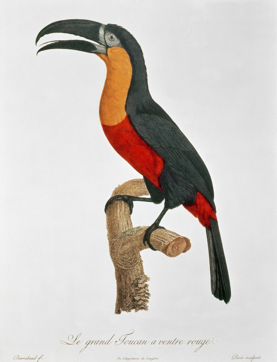 Giant Touraco, engraved by Guyard (colour engraving) av Jacques (after) Barraband
