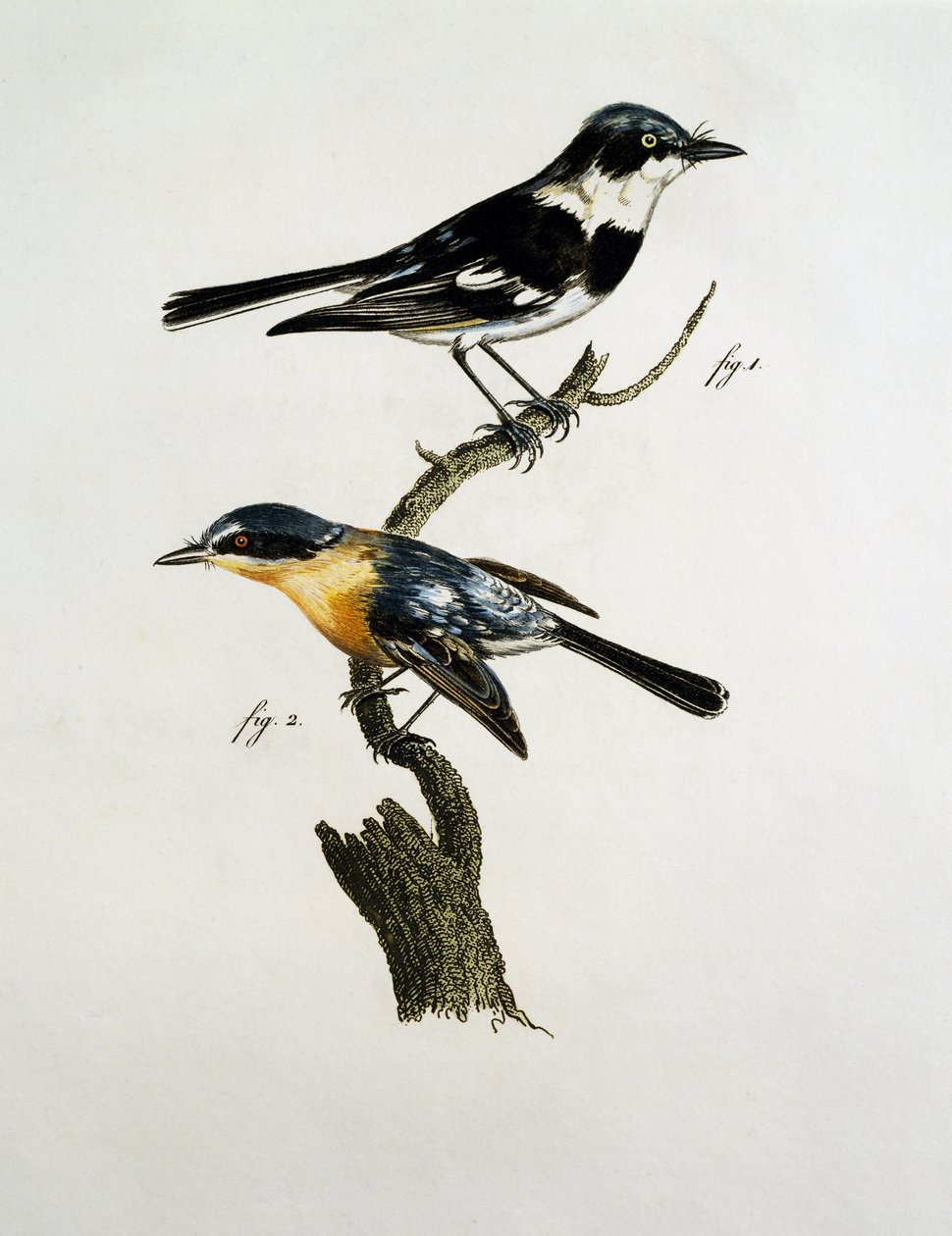 Hann og hunn av Pririt Batis (Batis pririt) av Jacques (after) Barraband