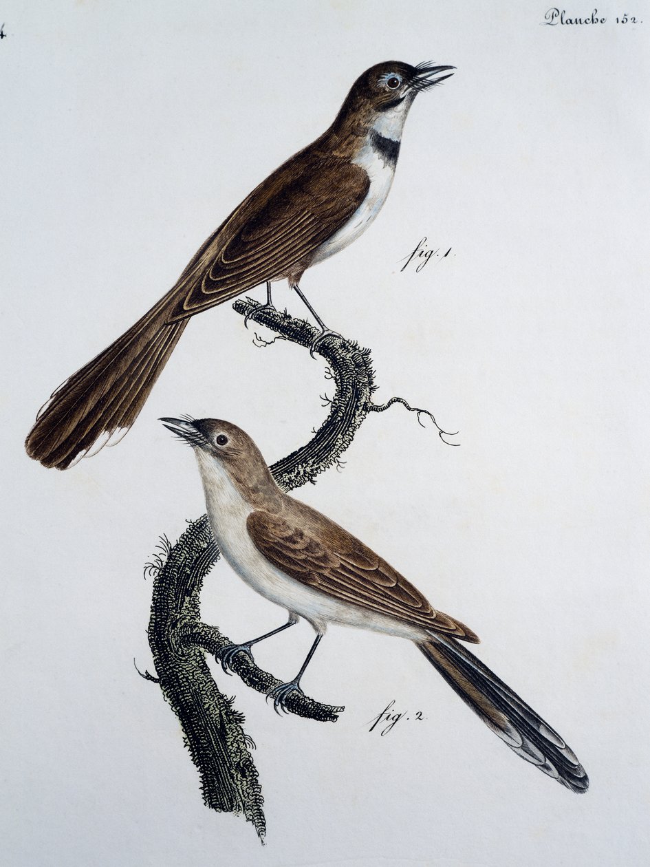 Hann og hunn av brillemonark (Monarcha trivirgata) av Jacques (after) Barraband