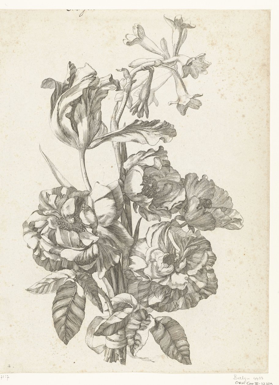 Bukett med peoner, en tulipan og en brodiaea Diverse Fleurs mises en Boucquets (serietittel) av Jacques Bailly (I)