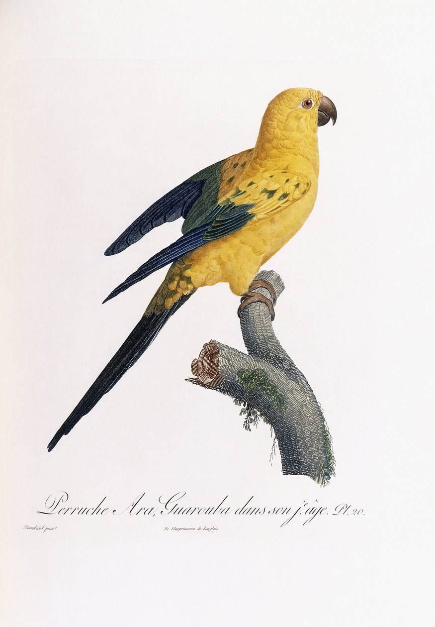 Golden Parakeet, Ara Guarouba, i en tidlig alder av Jacques Barraband