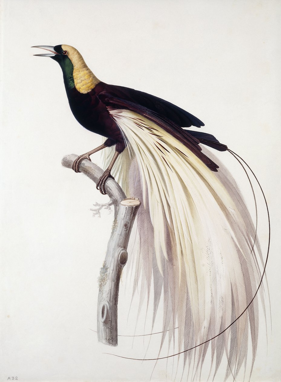 Greater Bird of Paradise, hann av Jacques Barraband