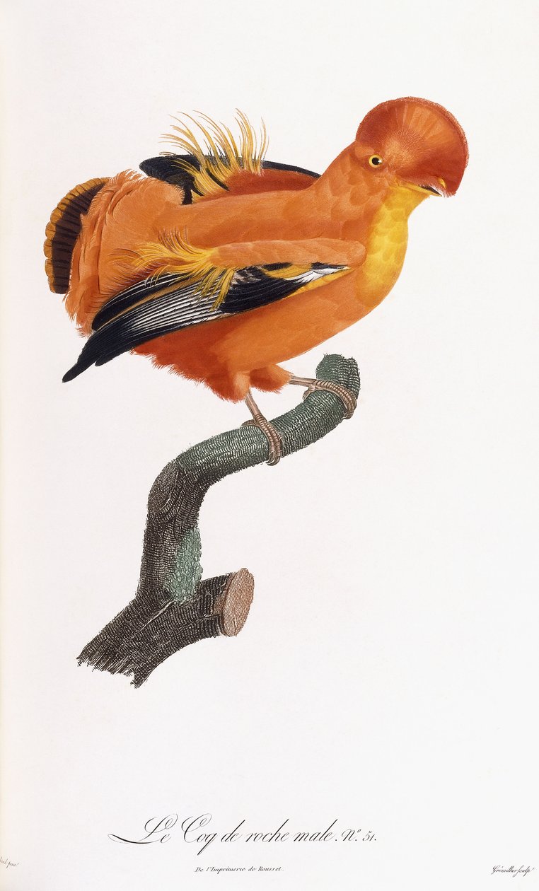 Mannlig Cock-of-the-rock av Jacques Barraband