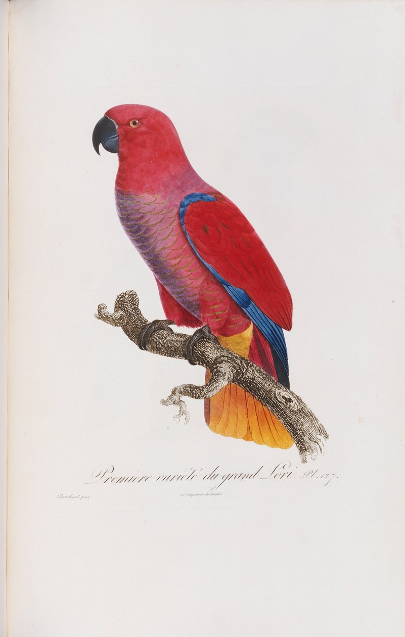 Premiere variete du Grand Lori, gravert av Langlois, ca. 1801-05 av Jacques Barraband