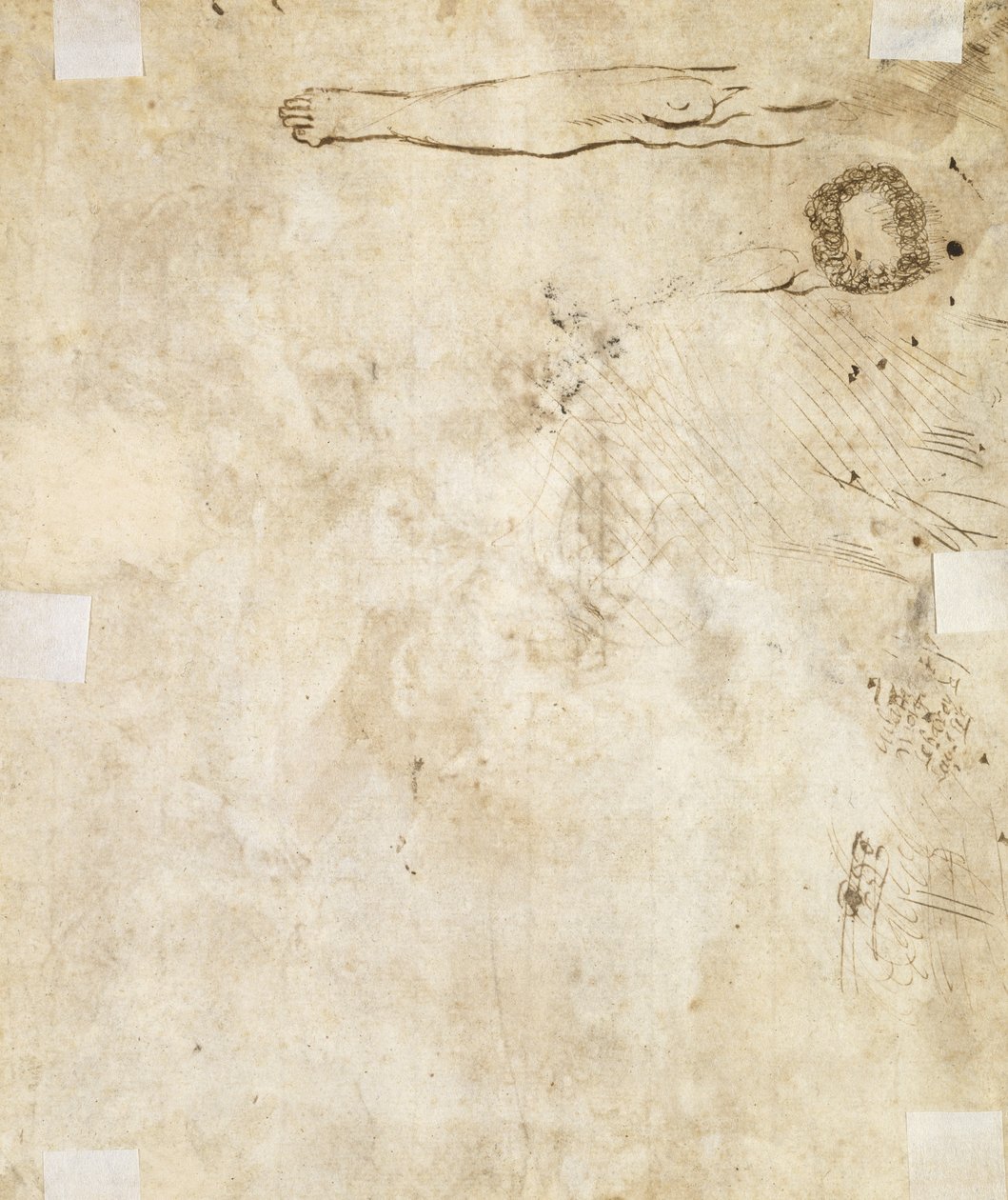 Studie av et bein, blomstring og kruseduller, 1610-17 av Jacques Bellange