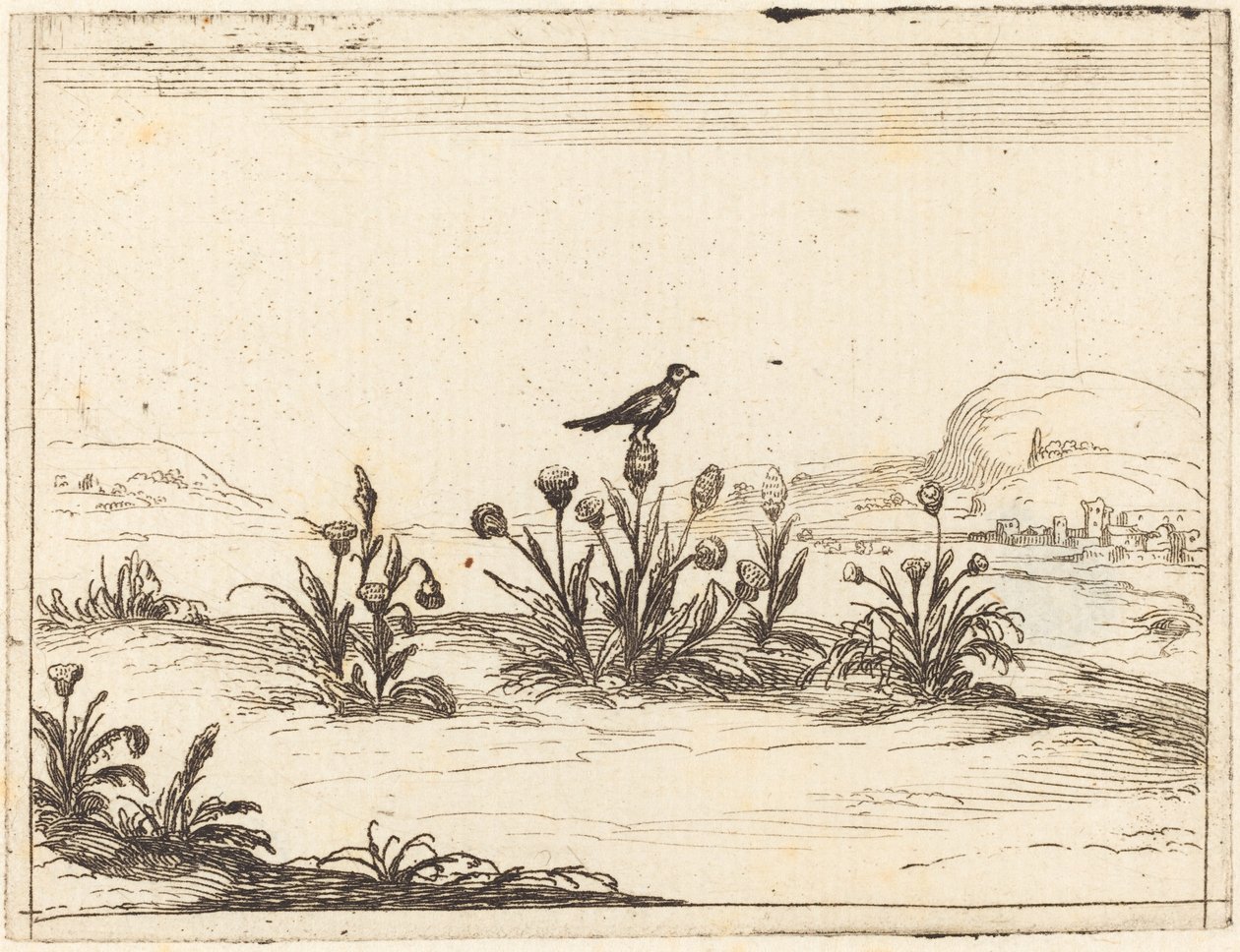 Fugl satt i en tistel av Jacques Callot