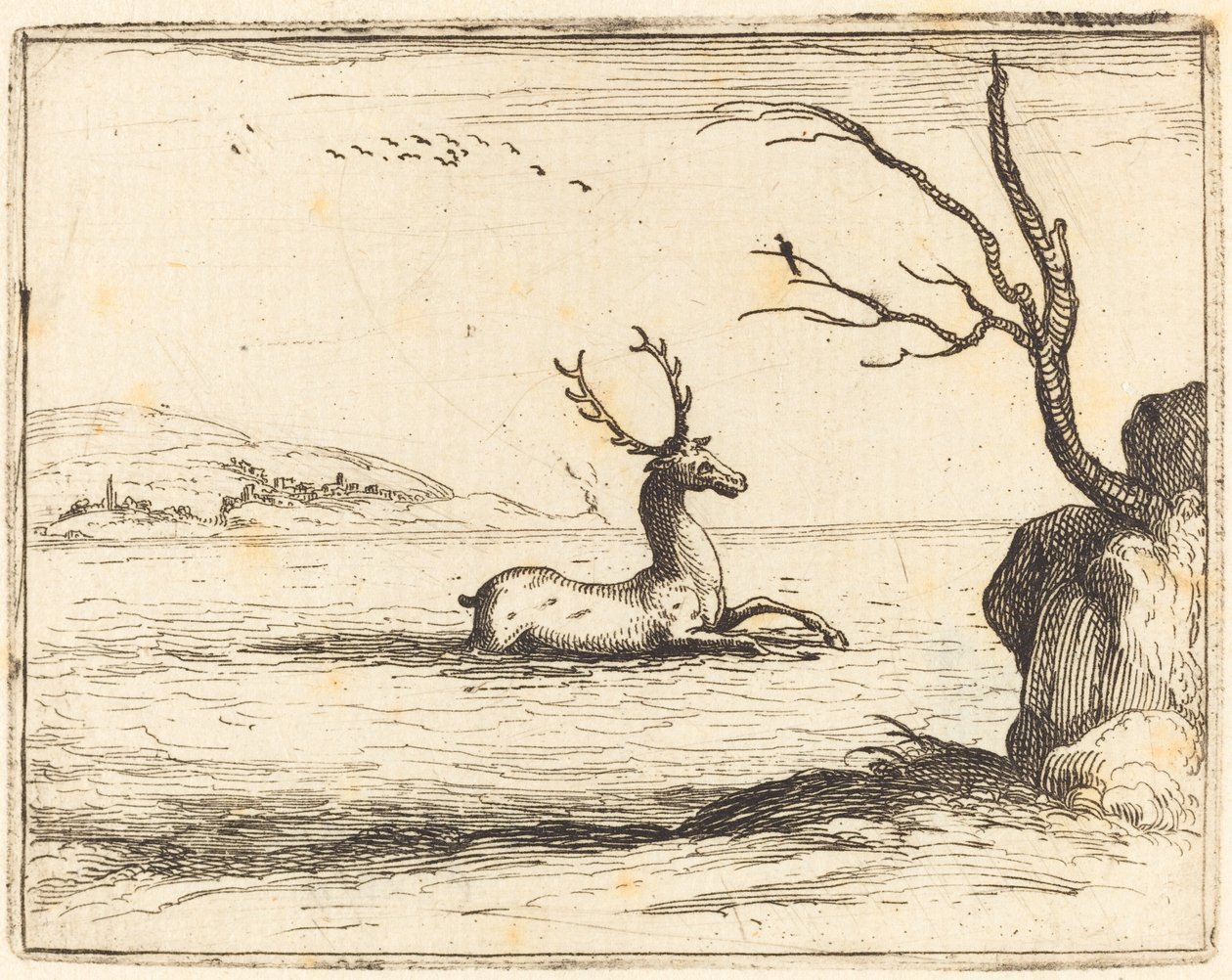 Hjort i vannet av Jacques Callot