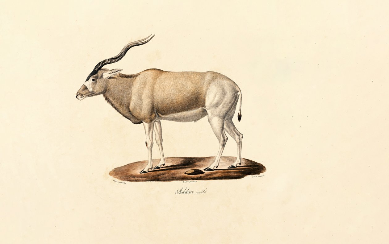  av Jacques Christophe Werner