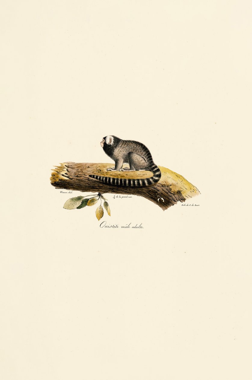 Voksen hann av vanlig marmoset av Jacques Christophe Werner