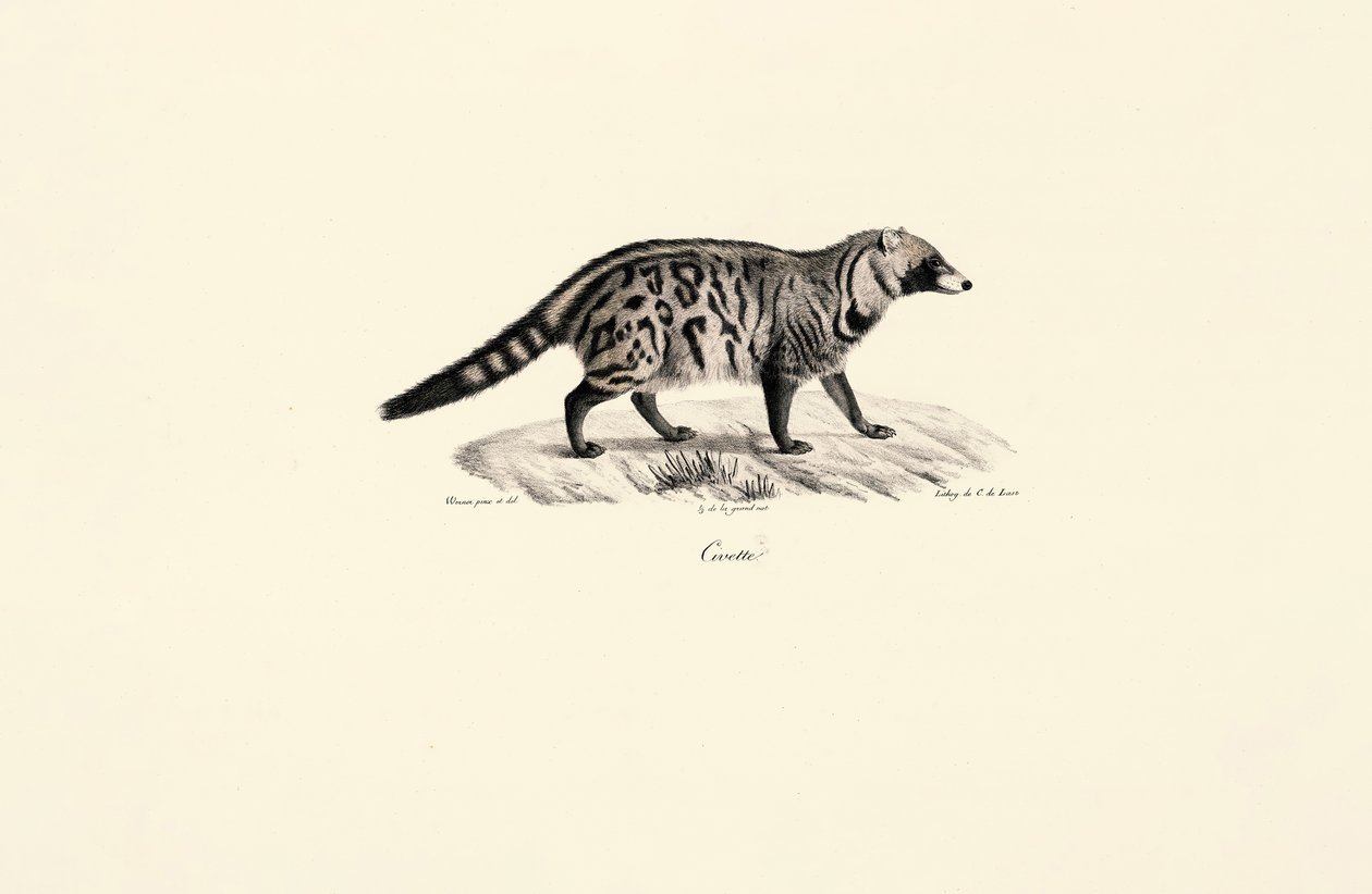African Civet (Civettictis civetta) av Jacques Christophe Werner