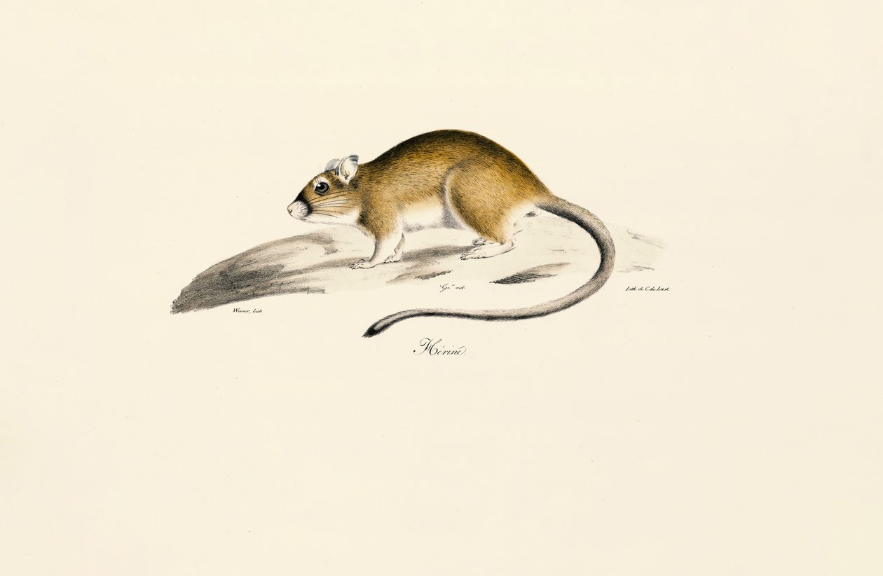 Afrikansk gerbil av Jacques Christophe Werner