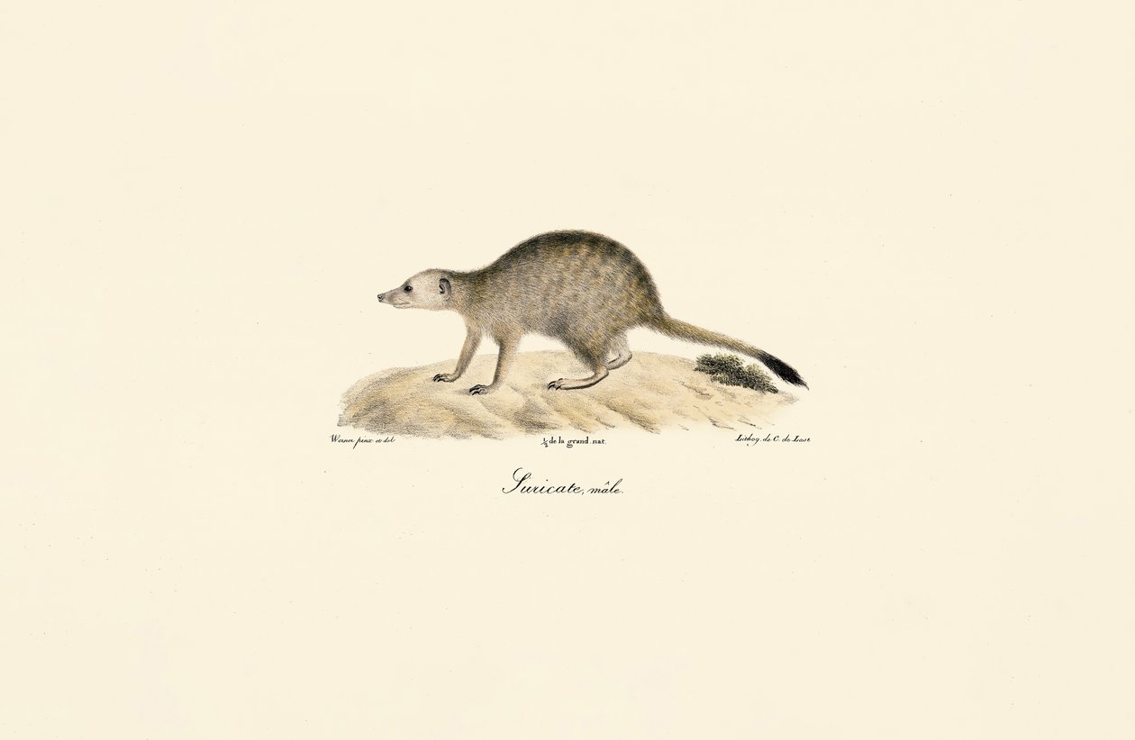 Afrikansk mongoose (hann) av Jacques Christophe Werner
