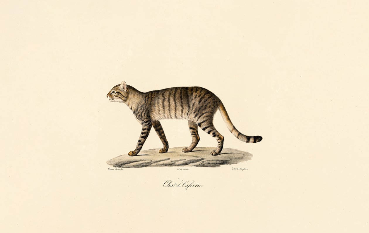 Afrikansk villkatt av Jacques Christophe Werner