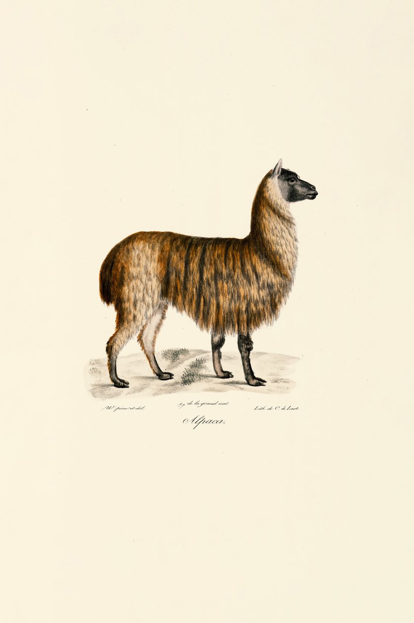 Alpakka (Vicugna pacos) av Jacques Christophe Werner