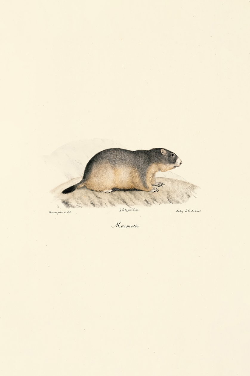 Alpemurmeldyr av Jacques Christophe Werner