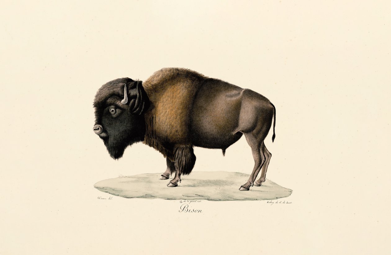 Amerikansk bison av Jacques Christophe Werner