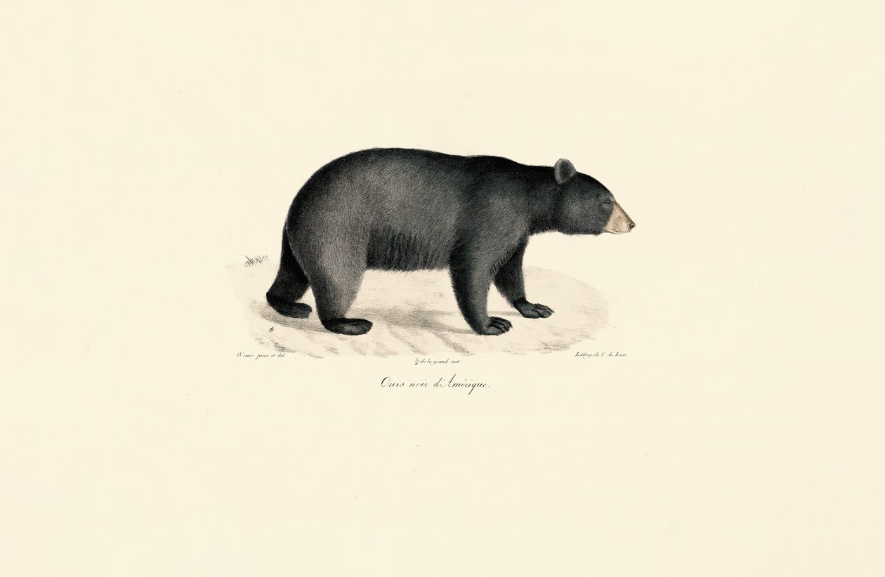  av Jacques Christophe Werner