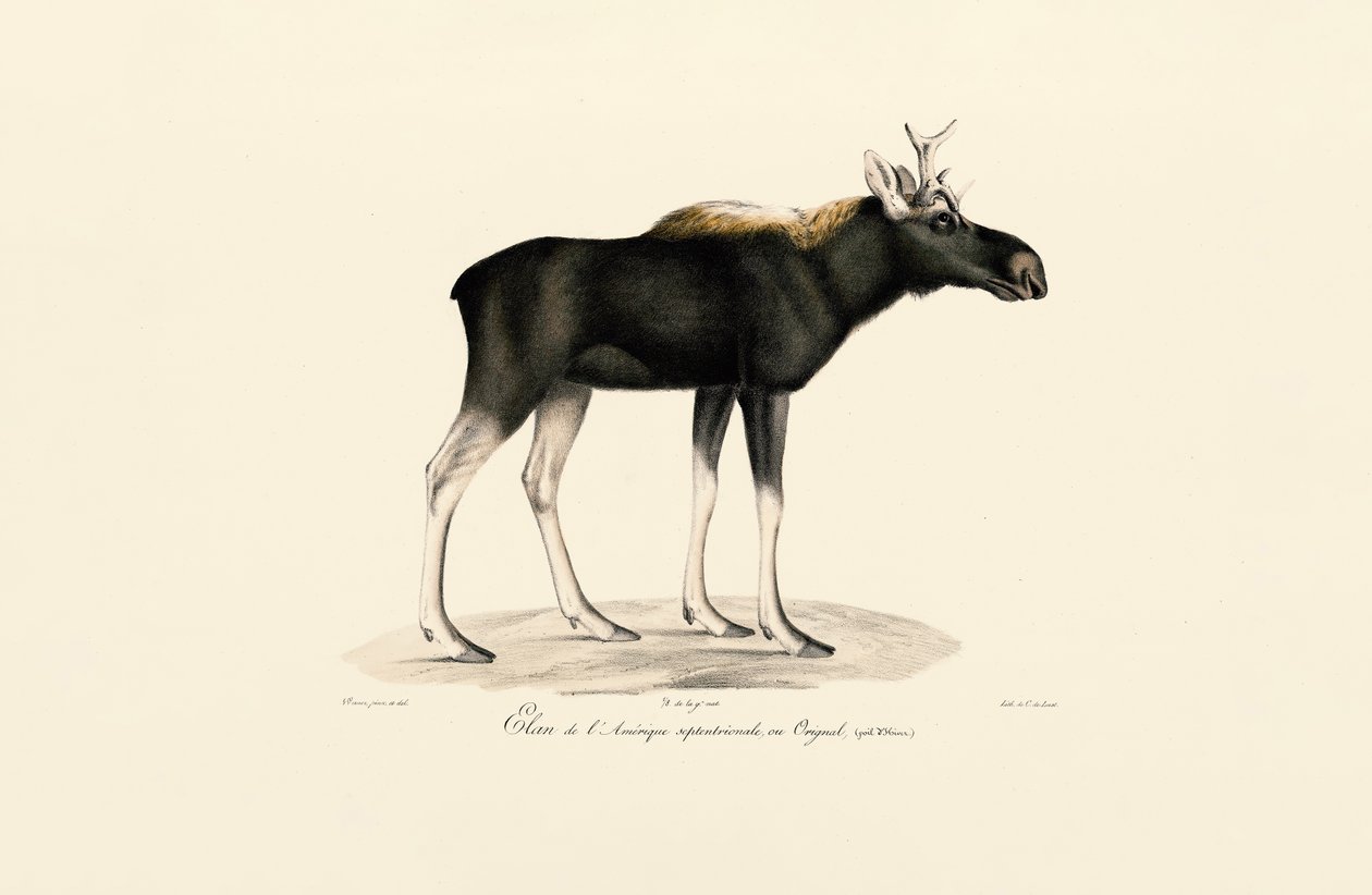 Amerikansk elg (Alces americanus) av Jacques Christophe Werner