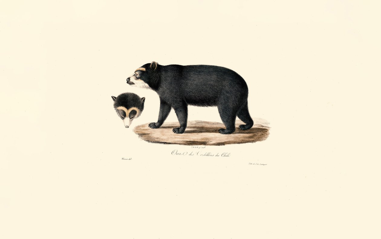 Andesbrillebjørn (chilensk andesbjørn) av Jacques Christophe Werner